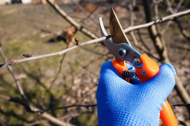 Pruning of trees with secateurs. Seasonal gardening, pruning plants with pruning shears