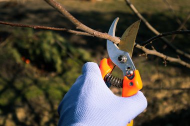 Mevsimlik budama makasıyla budama ağaçları. Bahçedeki mezhepçiler ağaç dallarını buduyor.