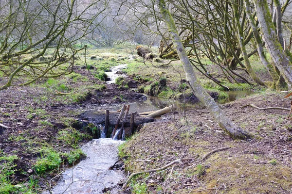 Creek Ruisseau Eau Dans Forêt Petite Chute Eau Printemps — Photo