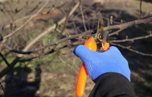 stock image Seasonal pruning trees with pruning shears. Pruning tree branch by secateurs in garden, closeup