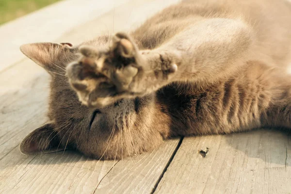 The grey pet cat\'s paw was relaxing on sun. British Short Hair cat lying on garden decking.