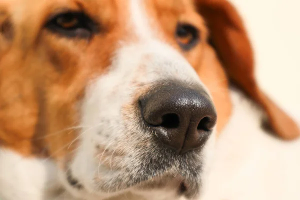 Close Portret Van Driekleurige Beagle Hond Focus Neus Mooie Hond — Stockfoto