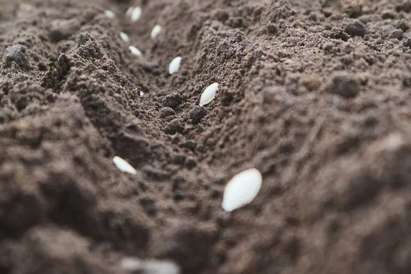 Sadzenie Nasion Dyni Świeżej Ciemnej Glebie Zbliżenie Przygotowanie Sezonu Ogrodowego — Zdjęcie stockowe