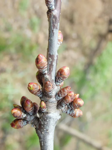 Stock image Sweet Cherry Buds Before Spring Blossom. Densely covered branch with cherry buds.