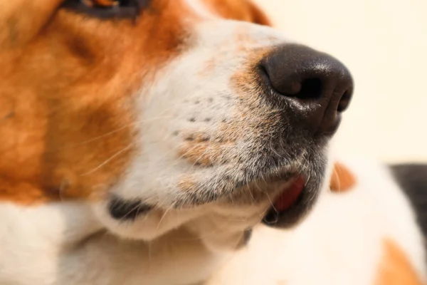 Zbliżenie Portret Trójbarwnego Psa Beagle Skupić Się Nosie Ładny Piesek — Zdjęcie stockowe