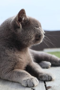 İngiliz Kısa Saçlı Kedisi bahçe güvertesinde dinleniyor. Sarı gözlü bir İngiliz steyşın kedisi.