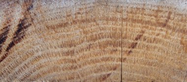 Tahta dikdörtgen, fayans duvar kağıdı. Arka planda meşe ağacı kütüğü var. Çapraz kesim, ağaç gövdesini kes. Çatlaklar ve büyüme halkaları ile meşe yarıldı