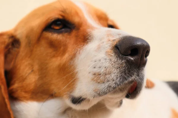 Retrato Close Cão Beagle Tricolor Foco Nariz Cão Bonito Está — Fotografia de Stock
