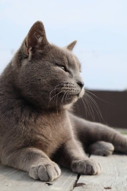 İngiliz Kısa Saçlı Kedisi bahçe güvertesinde dinleniyor. Sarı gözlü bir İngiliz steyşın kedisi.