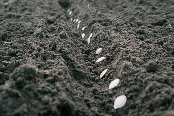 Plantation Graines Citrouille Dans Sol Frais Sombre Gros Plan Préparation — Photo