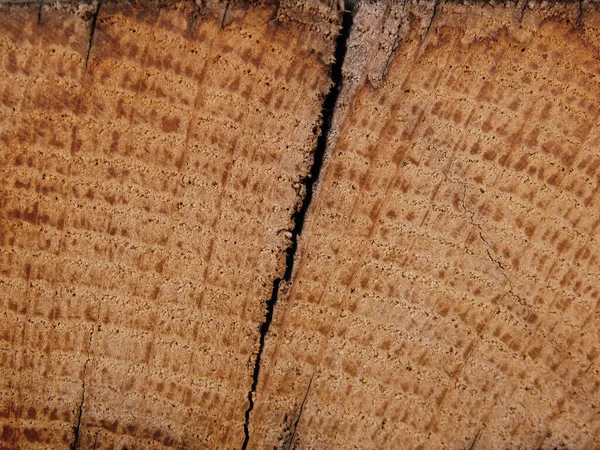 Superfície Madeira Velha Textura Orgânica Áspera Anéis Árvore Com Perto — Fotografia de Stock