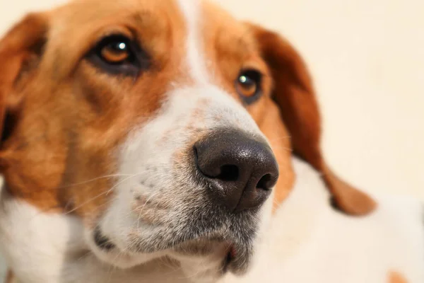 Retrato Close Cão Beagle Tricolor Foco Nariz Cão Bonito Está — Fotografia de Stock