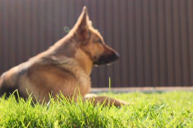 Alman çoban köpeği yeşil çimlerin üzerinde odak dışı yatıyor. Bulanık fotoğraf. Yanlarda güneş ışınları.