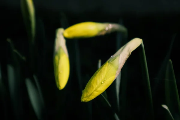 Żonkil Pączek Słońcu Wielkanoc Żółte Kwiaty Zielonej Wiosny Łąki Ciemnym — Zdjęcie stockowe