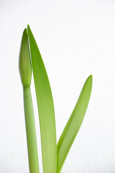 Fotografie Einer Lilienknospe Auf Weißem Hintergrund Grüner Stamm Und Grünes — Stockfoto