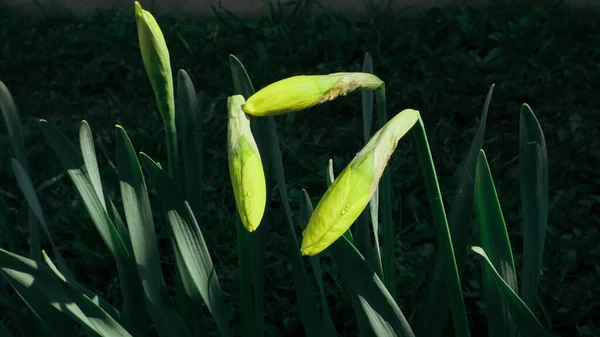 Daffodil Knop Zonneschijn Pasen Gele Bloemen Groene Lente Weide Donkere — Stockfoto