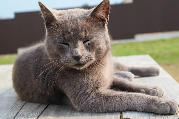 英国短发猫在花园甲板上休息 短毛猫一种英国短毛猫的家养猫 黄眼睛 — 图库照片