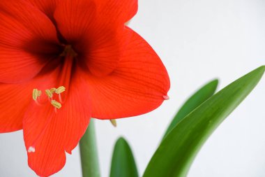 Çiçek yaklaş. Güzel Kırmızı Zambak Beyaz Üzerine Çiçek. Çiçekli bahar yaz duvar kağıdı arkaplanı zambaklarla