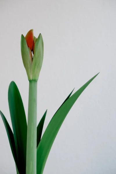 Fotografie Einer Lilienknospe Auf Weißem Hintergrund Grüner Stamm Und Grünes — Stockfoto