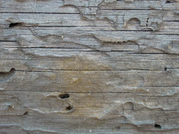 Drzewo Zjadł Żuk Kory Stare Pęknięte Drewno Zjedzone Przez Robaki — Zdjęcie stockowe
