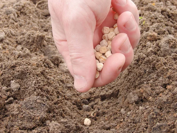 Rolnik Ręcznie Sadzenie Nasion Zielonego Grochu Glebie Wysiew Wiosną Rolnictwo — Zdjęcie stockowe