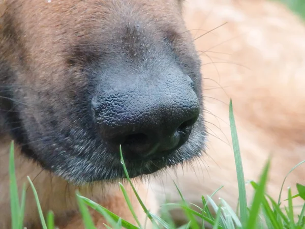 German Shepherd nose closeup. Close-up of a black nose german shepherd