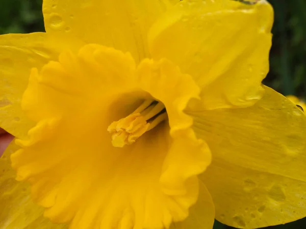 Yellow Daffodils Close Closeup View Yellow Daffodils Heavy Water Droplets — Stock Photo, Image