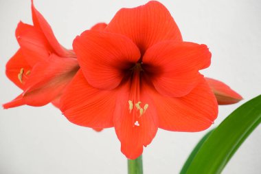 Çiçek yaklaş. Güzel Kırmızı Zambak Beyaz Üzerine Çiçek. Çiçekli bahar yaz duvar kağıdı arkaplanı zambaklarla