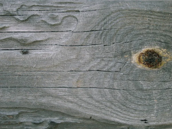 Drzewo Zjadł Żuk Kory Stare Pęknięte Drewno Zjedzone Przez Robaki — Zdjęcie stockowe
