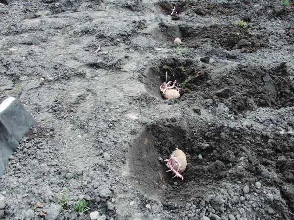 Aardappelen Planten Boerderij Biologische Landbouw Concept Proces Van Het Planten — Stockfoto
