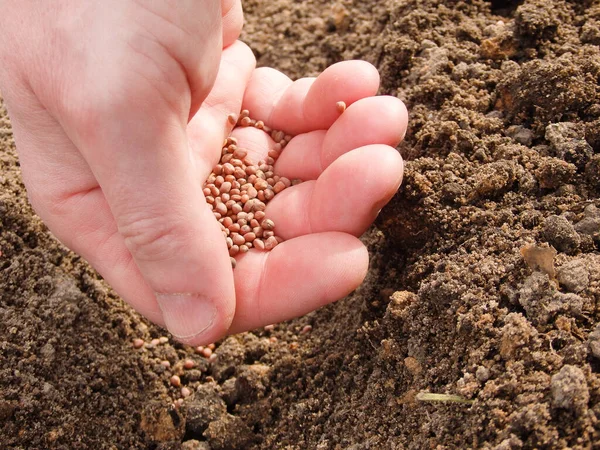 Mans Ręcznie Sadzenie Nasion Rzodkiewki Łóżku Warzywnym Ogrodnik Sieje Nasiona — Zdjęcie stockowe