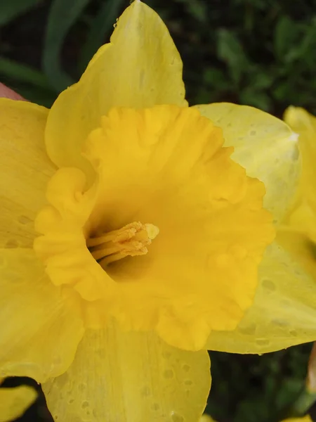 Gelbe Narzissen Aus Nächster Nähe Eine Nahaufnahme Von Gelben Narzissen — Stockfoto