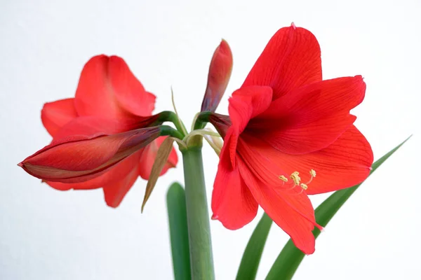 Blumenstrauß Schöne Rote Lilie Blume Über Weiß Blumen Frühling Sommer — Stockfoto