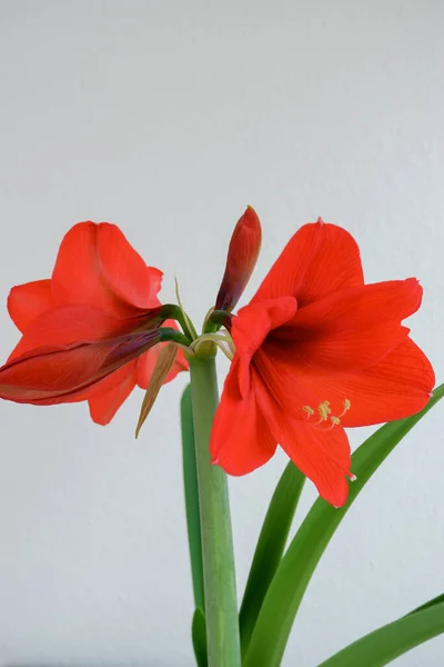 Blumenstrauß Schöne Rote Lilie Blume Über Weiß Blumen Frühling Sommer — Stockfoto