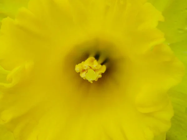 Gelbe Narzissen Aus Nächster Nähe Eine Nahaufnahme Von Gelben Narzissen — Stockfoto