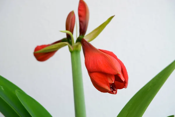 Rote Lilienknospe Schöne Lilienknospen Auf Weißem Hintergrund — Stockfoto