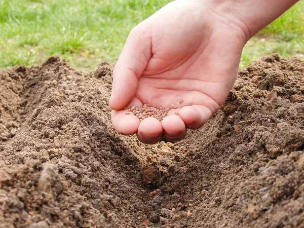 Mans Ręcznie Sadzenie Nasion Rzodkiewki Łóżku Warzywnym Ogrodnik Sieje Nasiona — Zdjęcie stockowe
