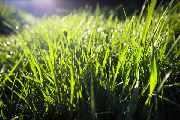 草の上の水の滴 自然壁紙 ビューを閉じ ソフトフォーカス 太陽光線効果を持つ新鮮な緑の草のマクロ抽象的な画像を閉じます — ストック写真