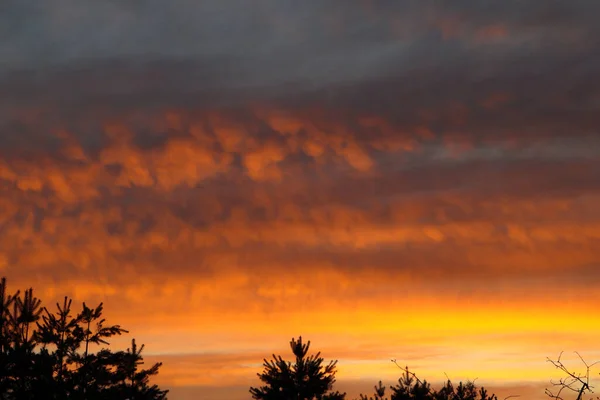 stock image Yellow gold sky evening. Dramatic colourful sky at sunset with silhouette of evergreen trees in the foreground. Bright epic sky.