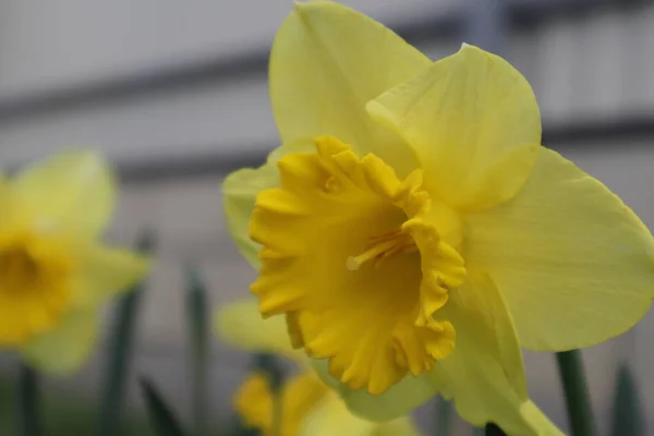 Gelbe Zarte Narzissenblüte Blüht Frühlingsgarten Schöne Sanfte Und Einsame Blüte — Stockfoto
