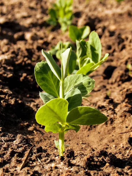 Молодой Зеленый Горох Прорастает Земли Весной Выращивают Растения Зеленые Побеги — стоковое фото