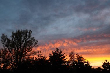Sarı altın gökyüzü akşamı. Gün batımında dramatik renkli gökyüzü ve ön planda daima yeşil ağaçların silueti. Parlak destansı gökyüzü.