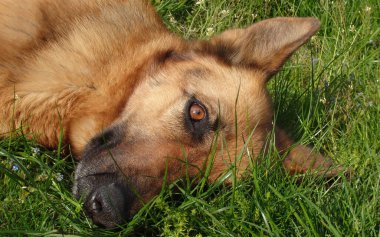 Yeşil çimlerin üzerinde yatan tembel Alman çoban köpeği. Parktaki çimlerin üzerinde yatan Alman köpeği.