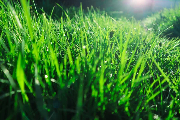 草の上の水の滴 自然壁紙 ビューを閉じ ソフトフォーカス 太陽光線効果を持つ新鮮な緑の草のマクロ抽象的な画像を閉じます — ストック写真