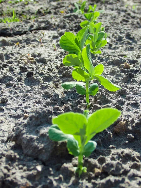 Молодой Зеленый Горох Прорастает Земли Весной Выращивают Растения Зеленые Побеги — стоковое фото