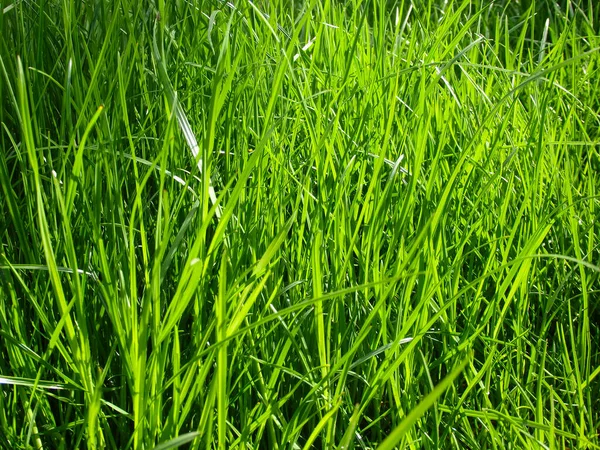 Grünes Frisches Gras Großes Ungemähtes Gras Auf Dem Rasen Selektiver — Stockfoto