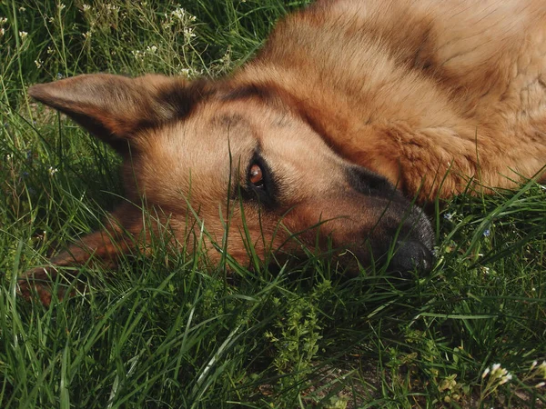 Lazy german shepherd dog lying on green grass. Dog German Shepherd lying on grass in park