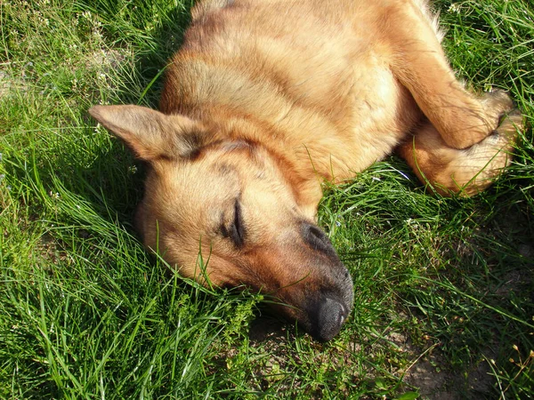 緑の草の上に横たわる怠惰なドイツの羊飼いの犬 犬ドイツ羊飼い公園で草の上に横たわる — ストック写真