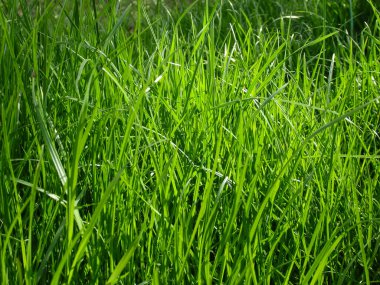 Yeşil taze çimenler. Uzun, çimlerin üzerinde biçilmemiş çim. Kopyalama alanı olan seçici odak arkaplanı.