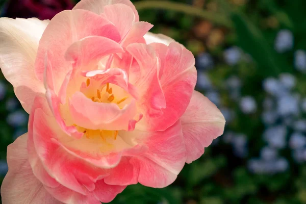 Rosa Tulpen Angelique Eine Blüte Und Eine Knospe Engelstulpe Mit — Stockfoto